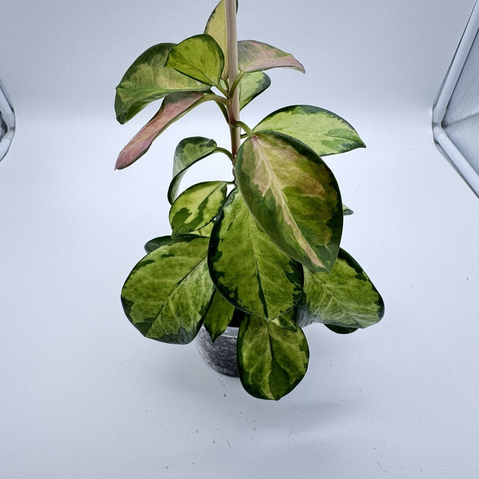 Hoya Australis 'Lisa'