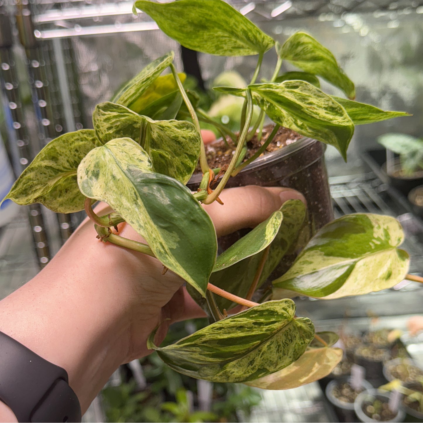 Philodendron Heartleaf Variegated