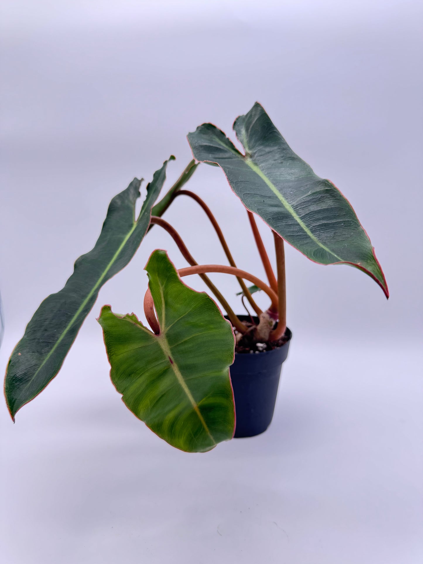Philodendron Billietiae