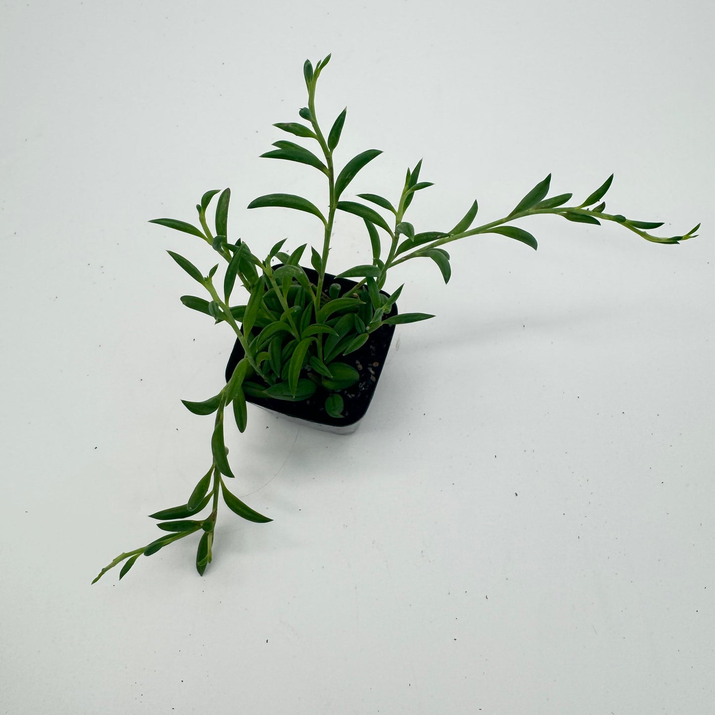 Senecio String of Bananas