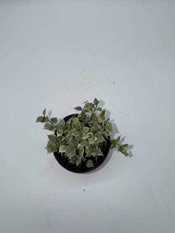 Hoya Dischidia Million Hearts Variegated