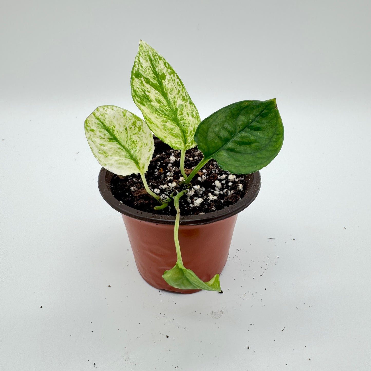 Pothos Cebu Blue Ghost