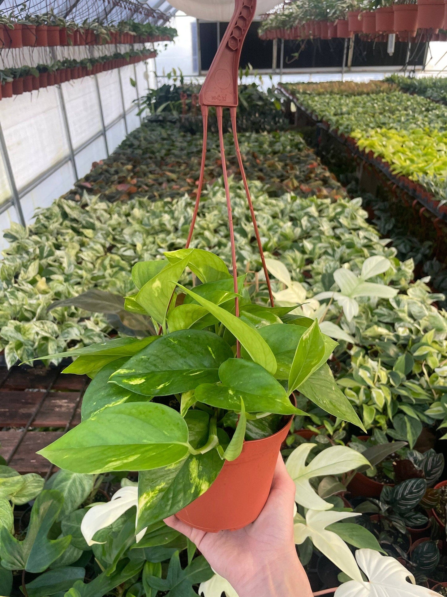 Epipremnum Aureum ‘Golden Pothos’