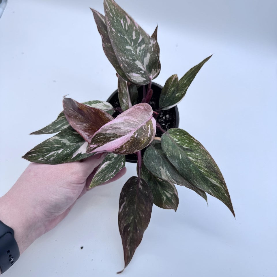 Philodendron Pink Princess Marble Galaxy