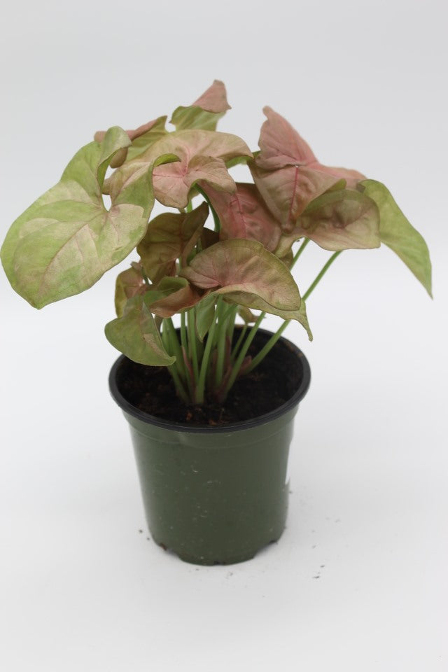 Syngonium Pink