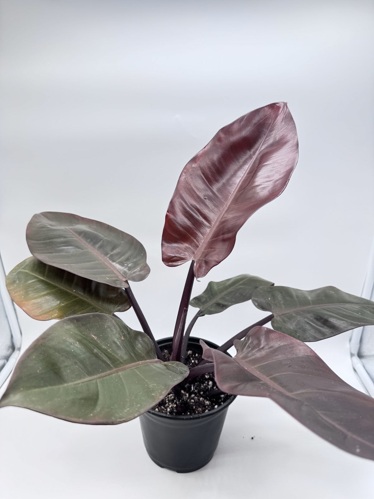 Philodendron Black Cardinal