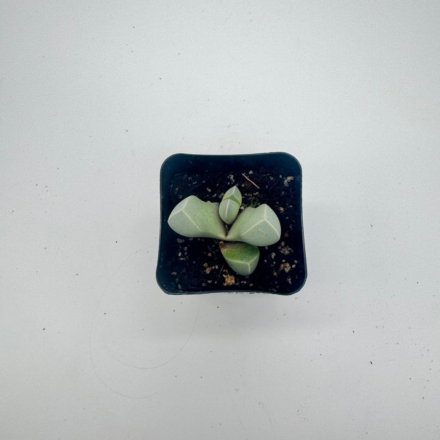 Lapidaria Margaretae