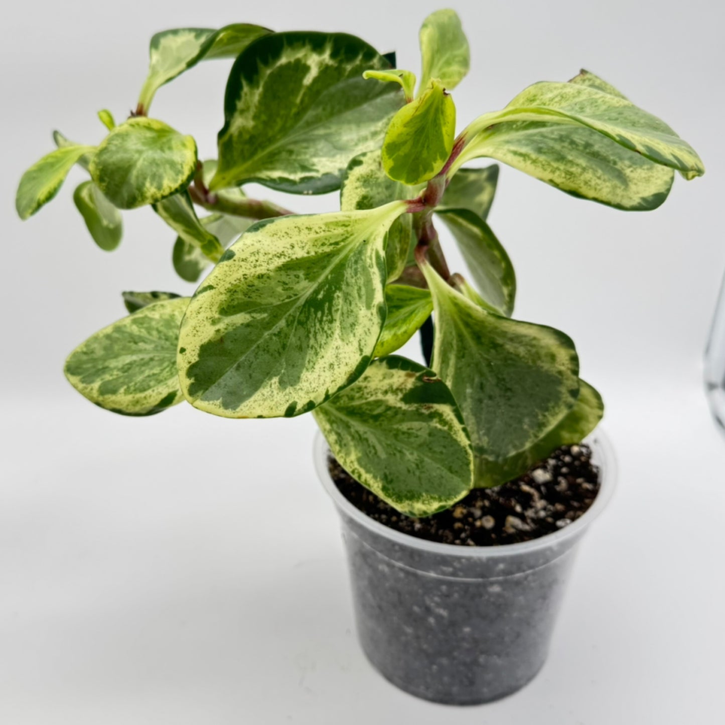 Peperomia Marble