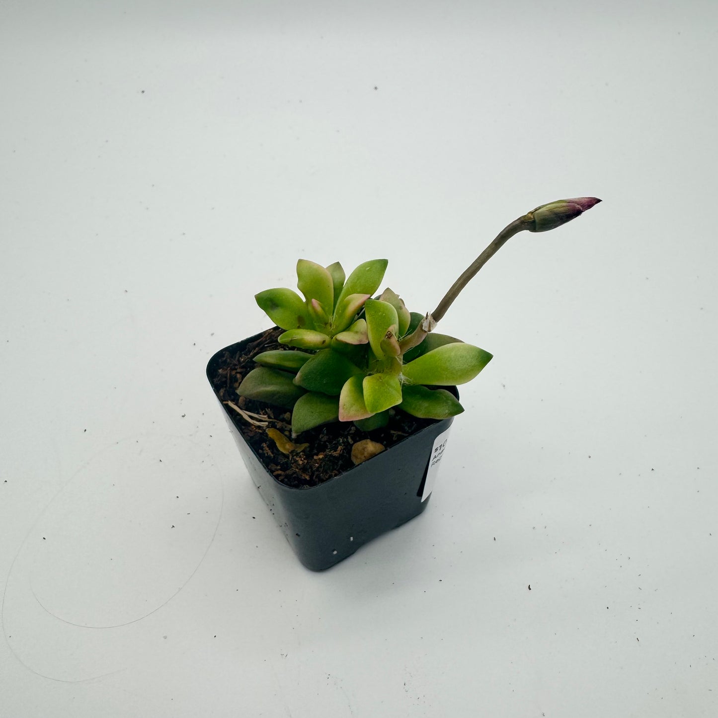 Anacampseros Telephiastrum F. Variegatum