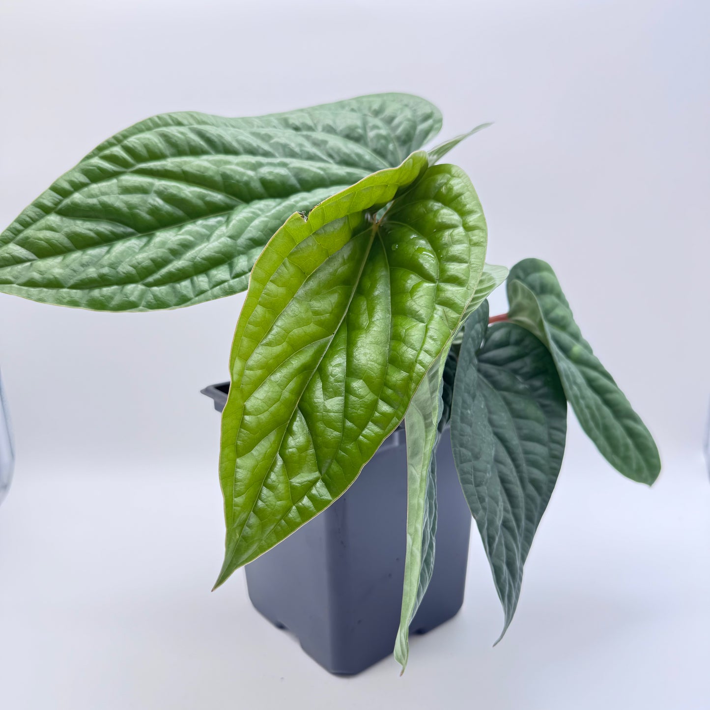 Anthurium Radicans x Luxurians