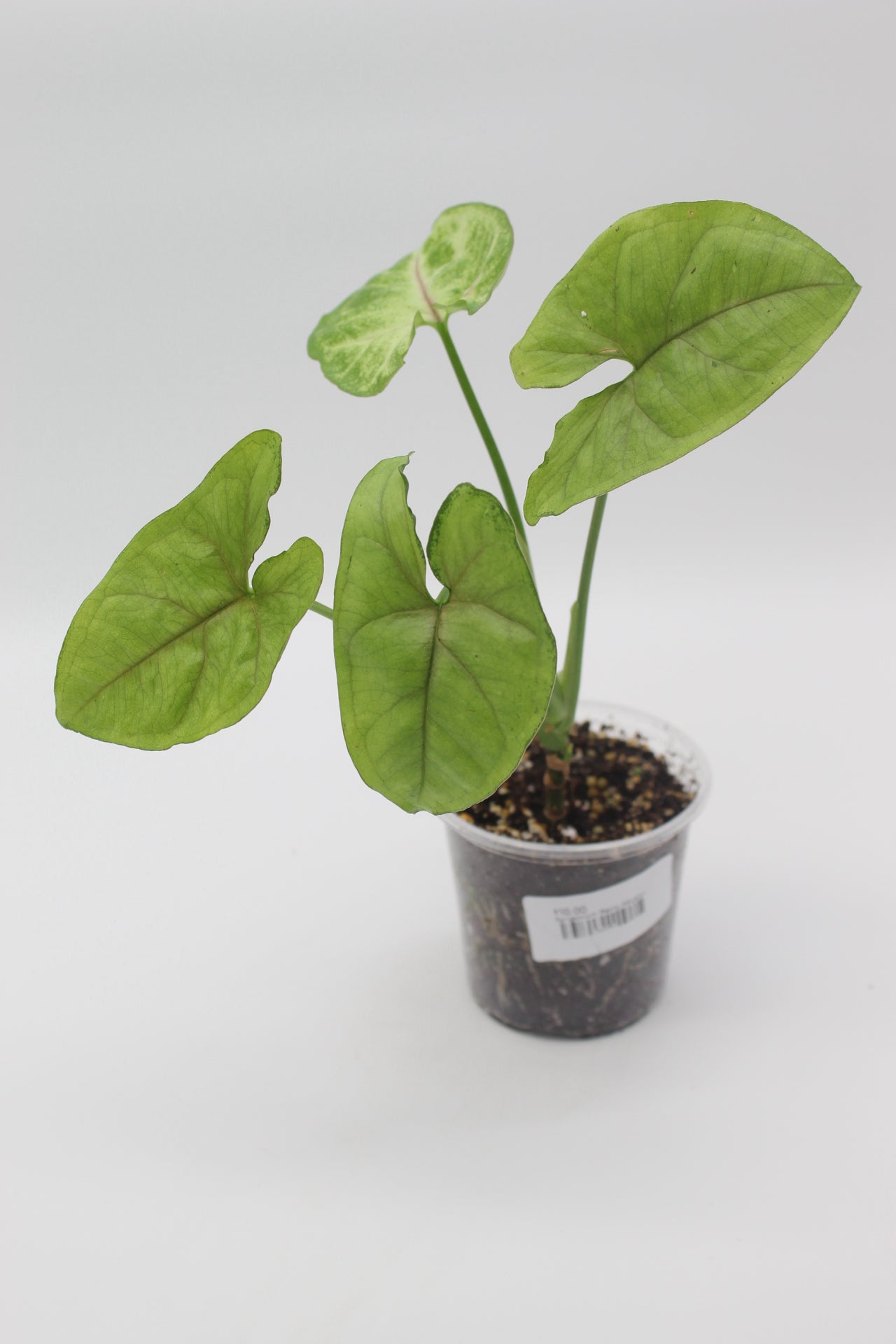 Syngonium Berry Allusion