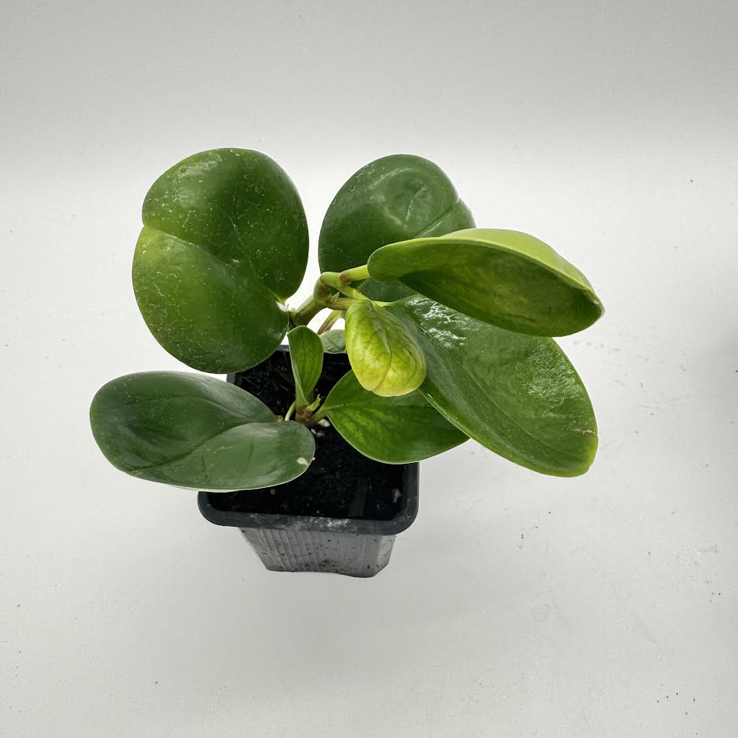 Peperomia Obtusifolia ‘Green’