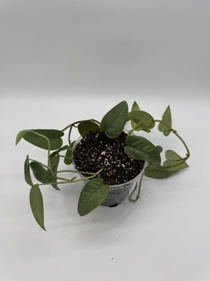 Pothos Cebu Blue
