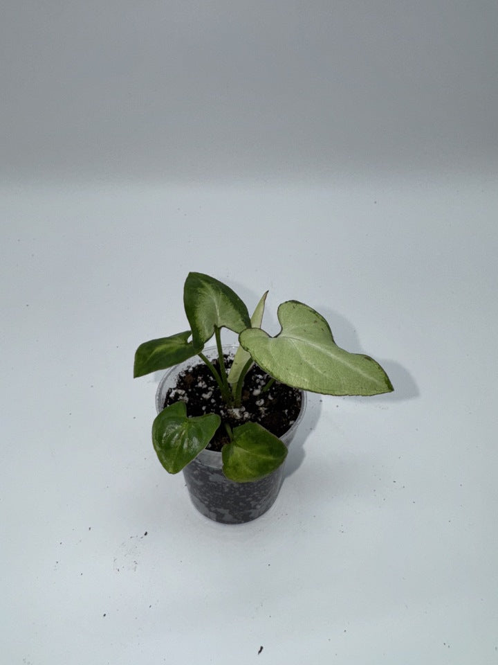 Syngonium Milk Confetti