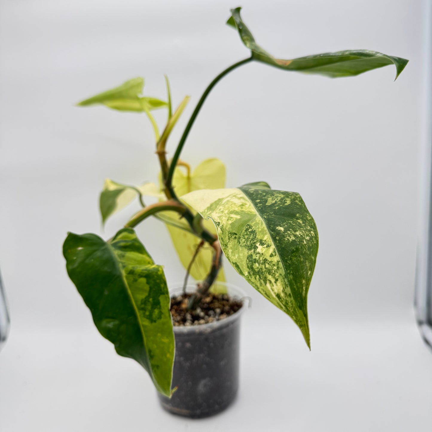 Philodendron Variegated Domesticum