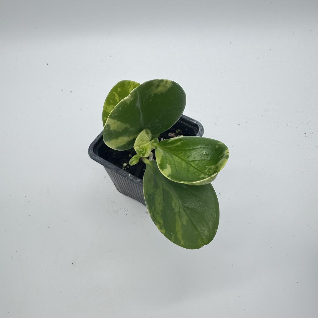 Peperomia Obtusifolia ‘Golden Gate
