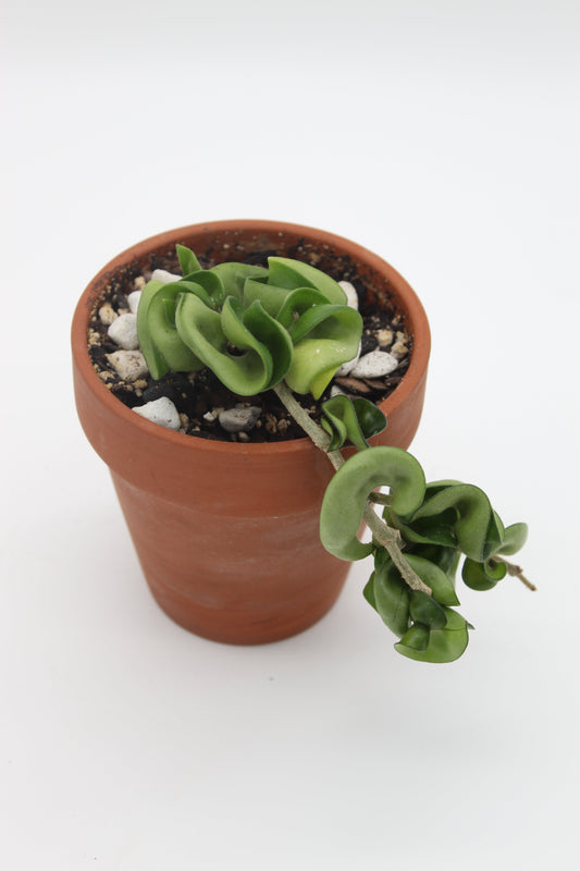 Any Plant Can Be an Easy Plant