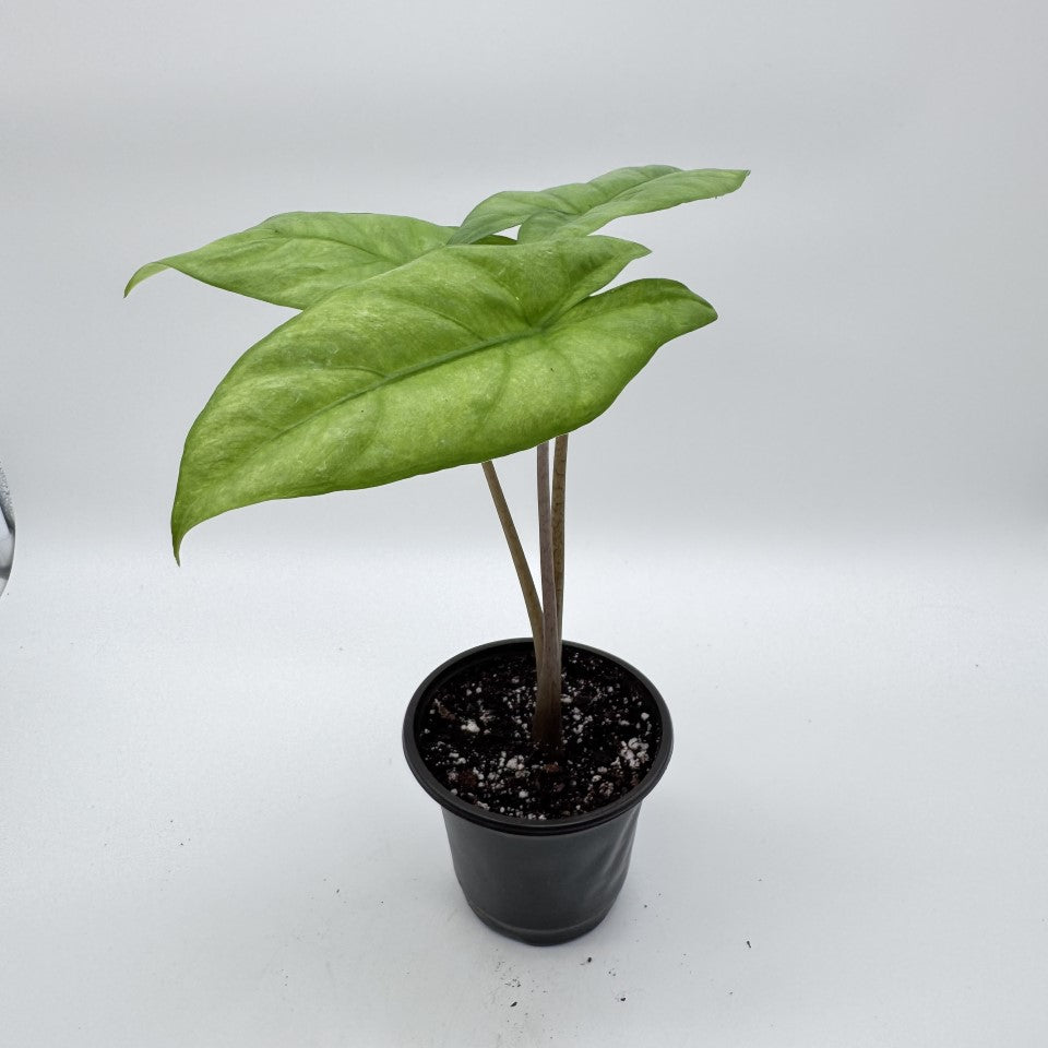 Choosing the Right Plant for Your Lifestyle (Not Instagram)