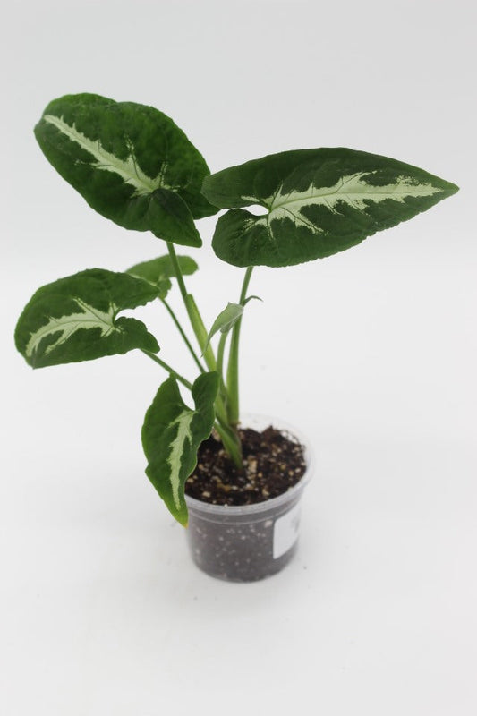 Late-Winter Plant Problems (And What’s Actually Normal)