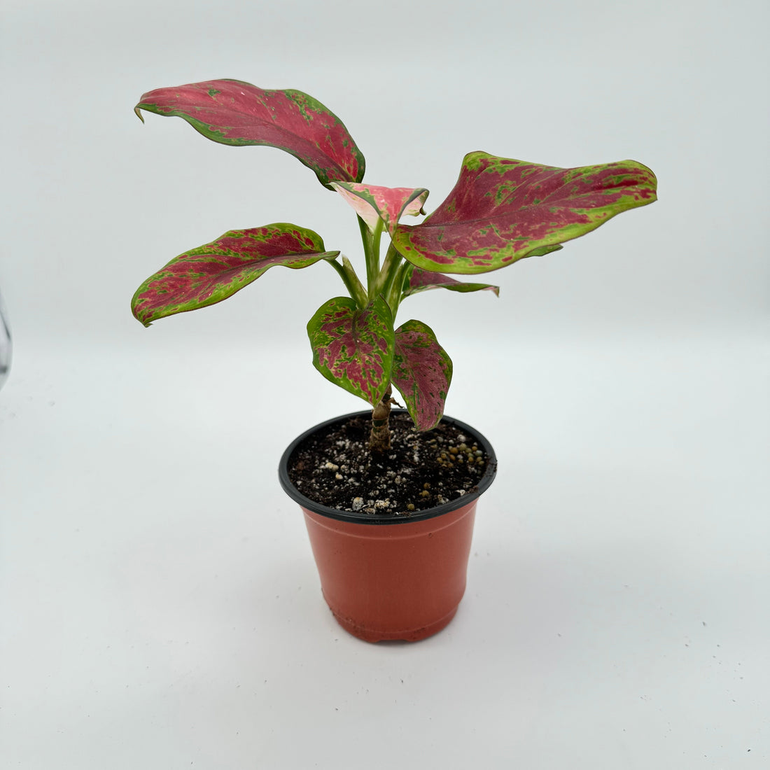 Signs Your Plant Is Waking Up for Spring (Don’t Rush It)