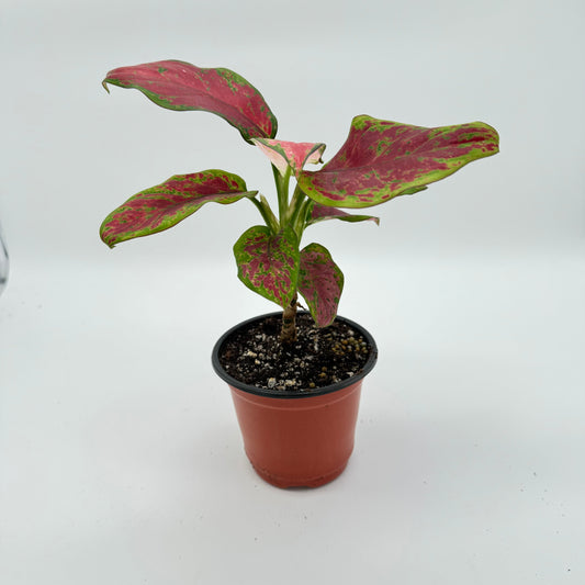 Signs Your Plant Is Waking Up for Spring (Don’t Rush It)