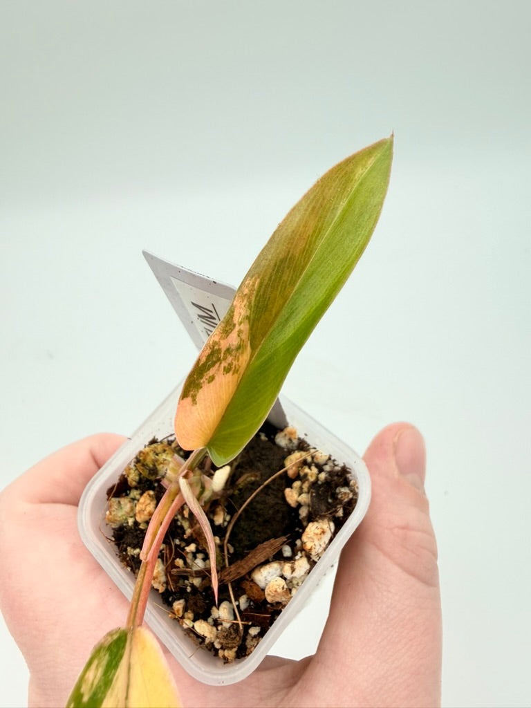 Philodendron Florida Beauty x Tortum