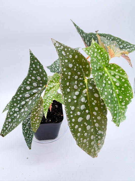 Begonia White Maculata