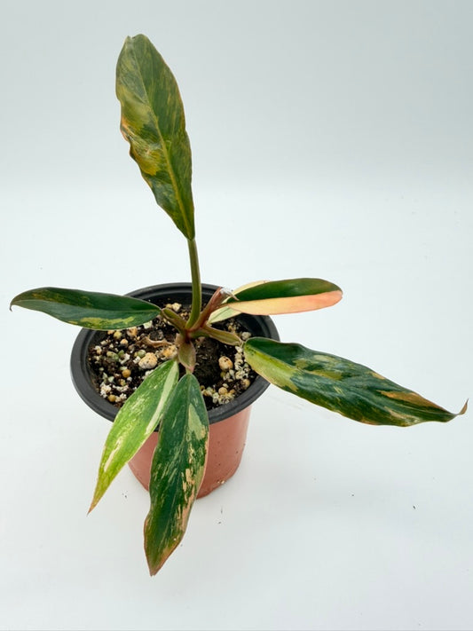 Philodendron Carmel Marble