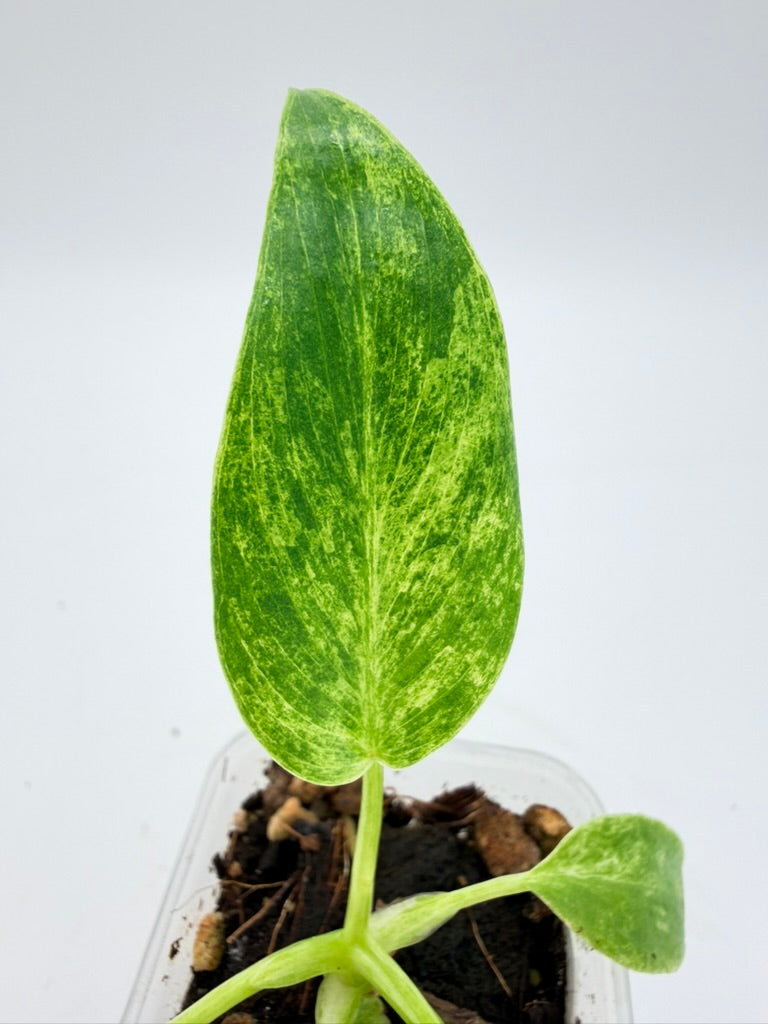Philodendron Giganteum Blizzard