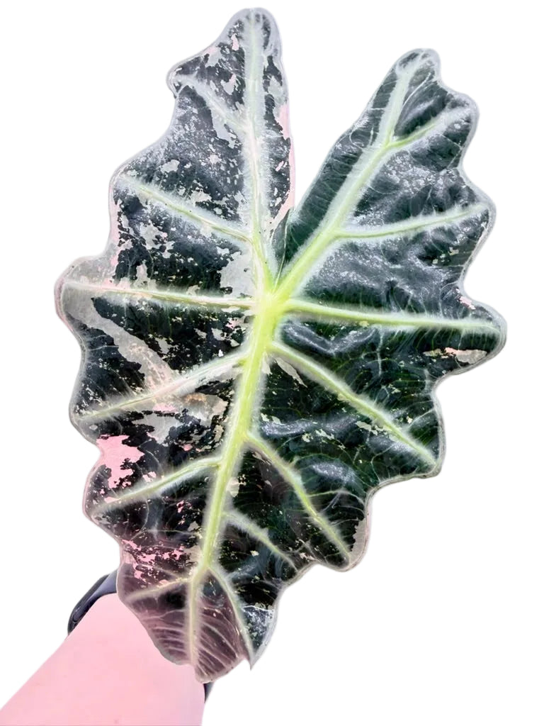 Alocasia Polly Tricolor