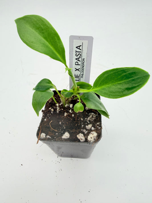 Philodendron Billie x Pasta
