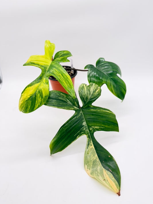 Philodendron Florida Beauty
