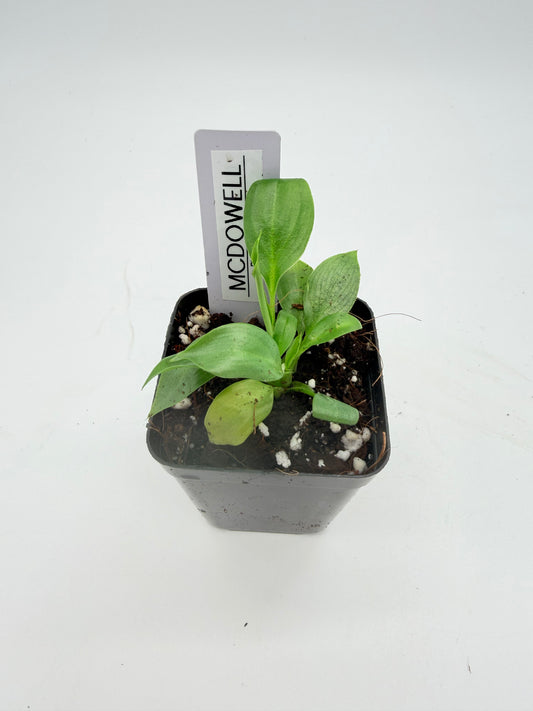 Philodendron McDowell