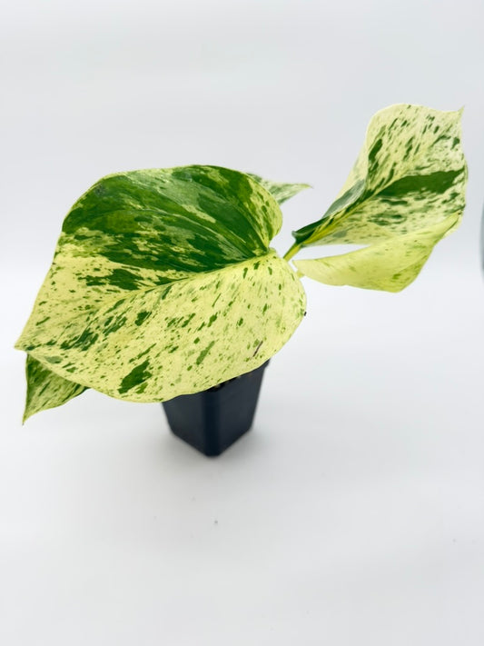 Pothos Marble Queen