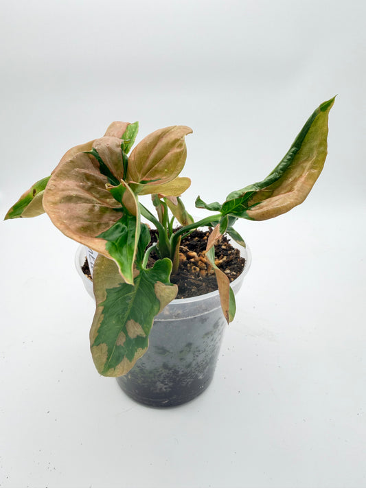 Syngonium Pink Lava