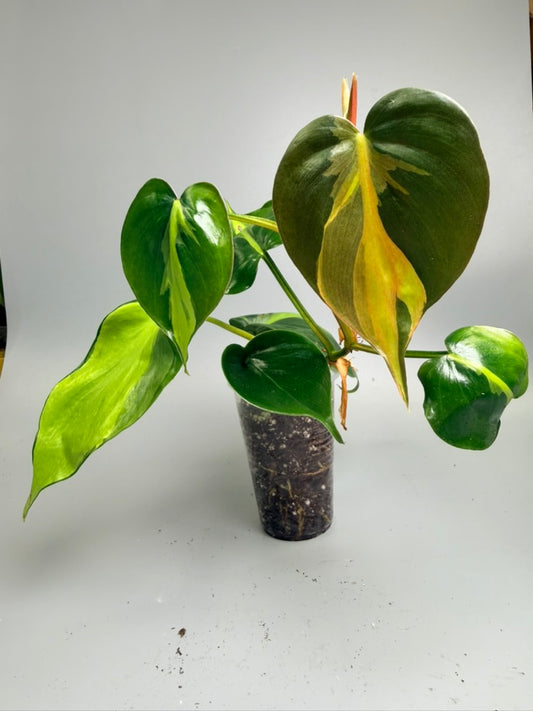 Philodendron Brasil