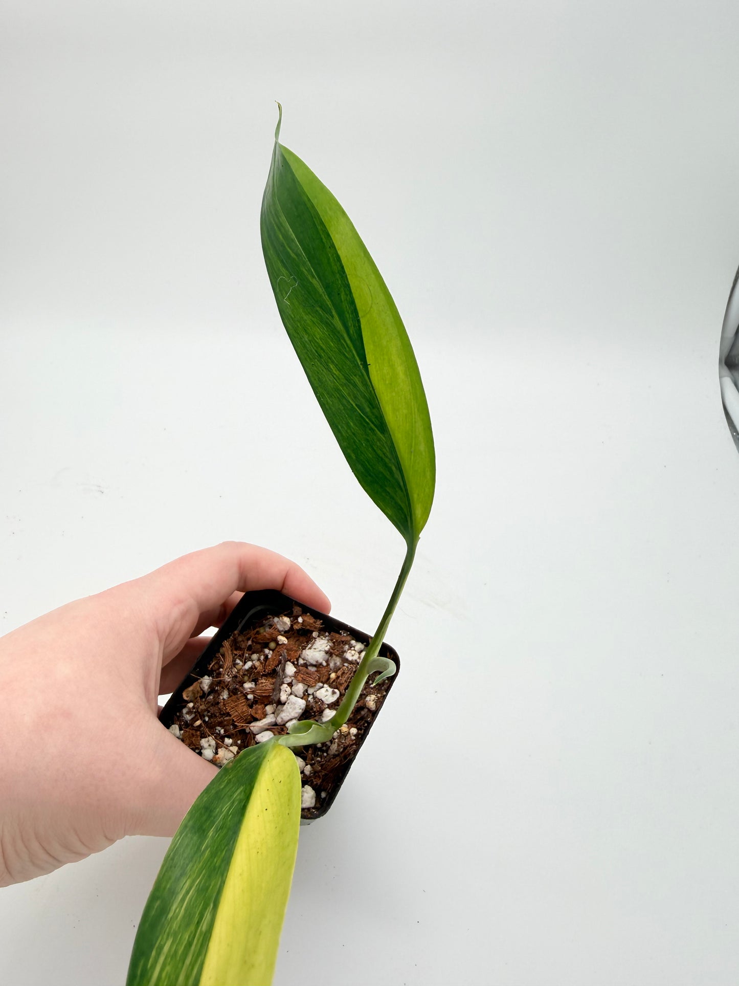 Epipremnum Amplissimum Variegated