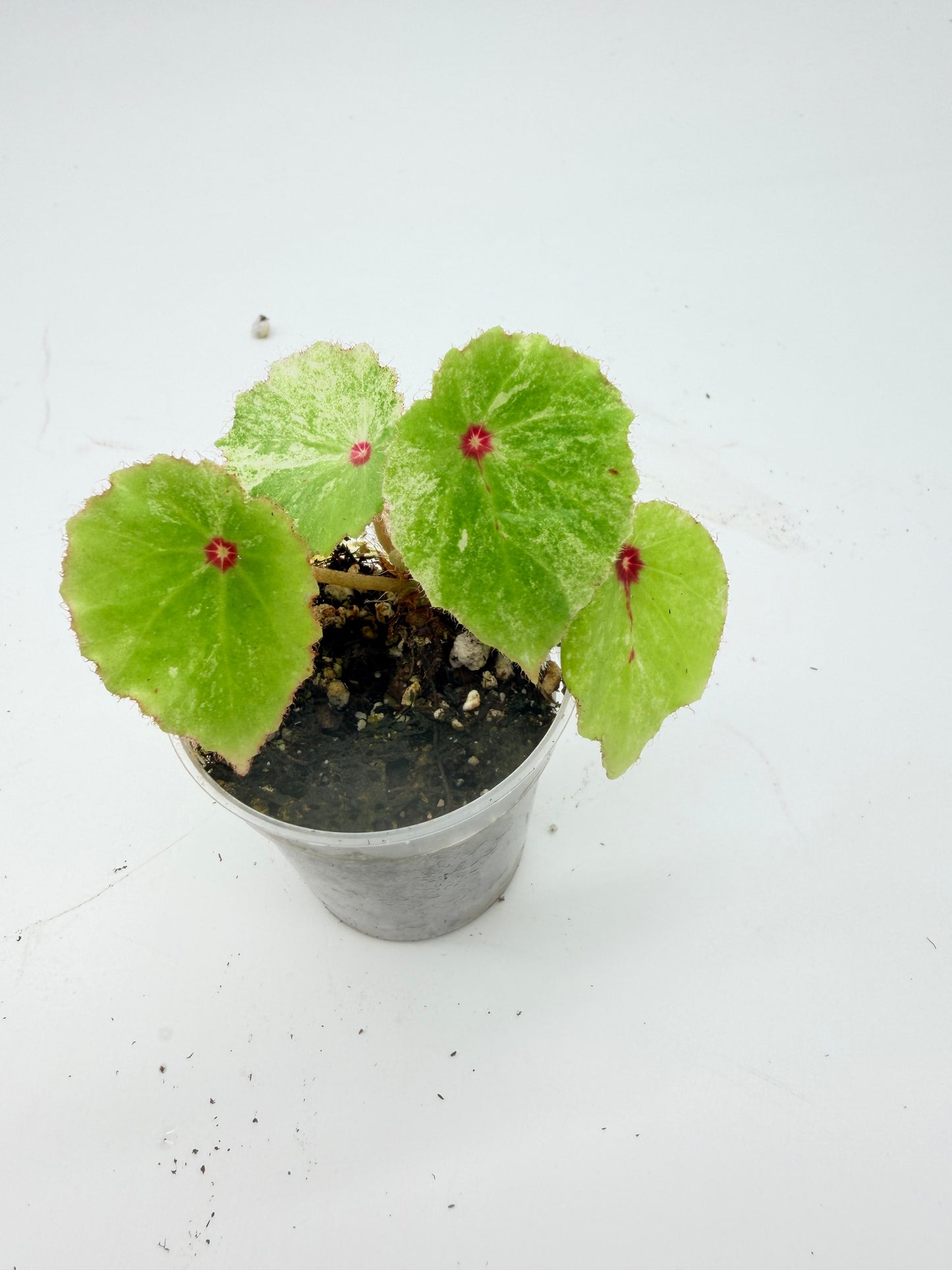 Begonia Rouge Variegated