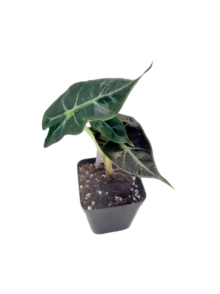 Alocasia Dwarf Amazonica