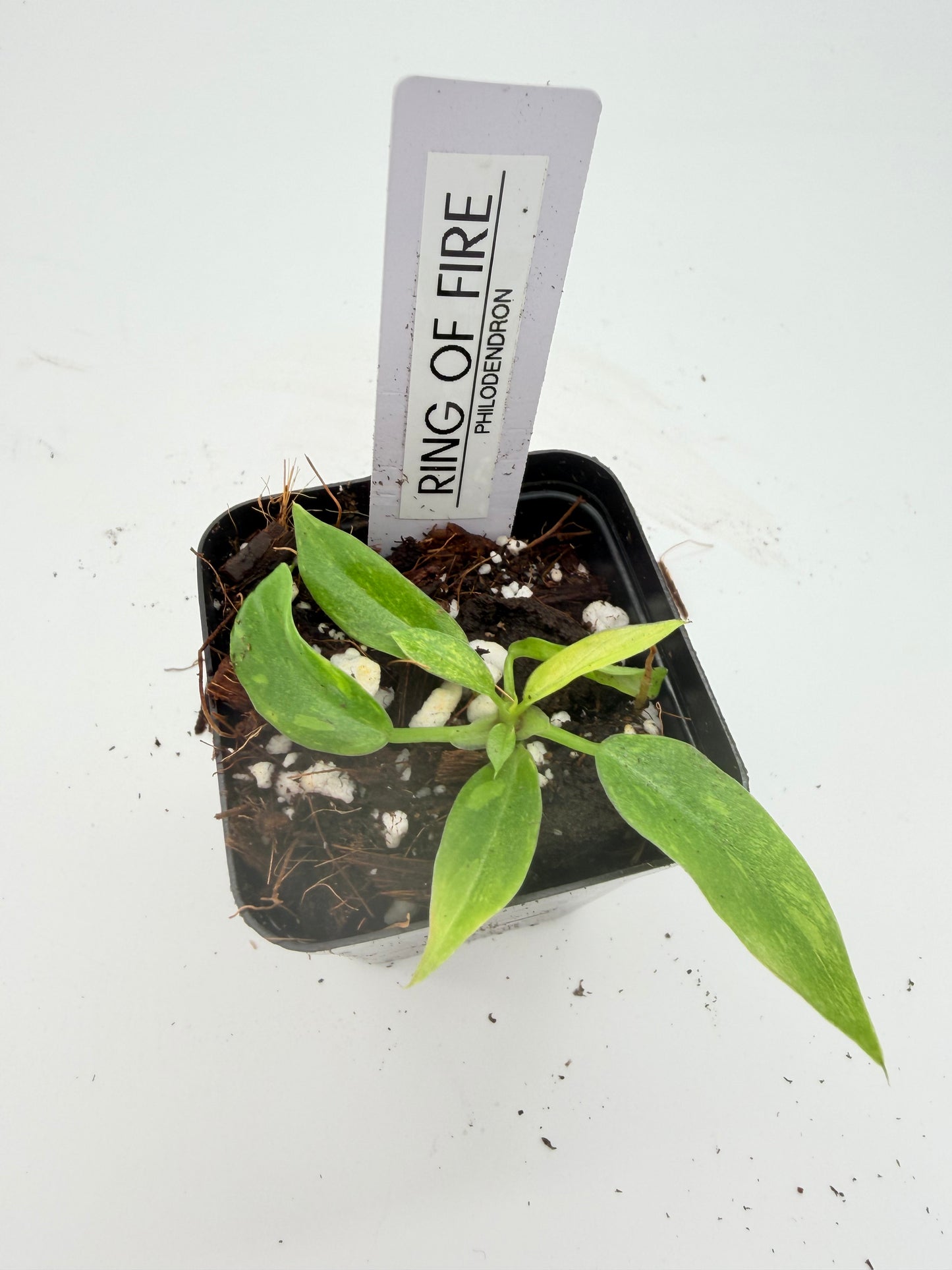 Philodendron Ring of Fire