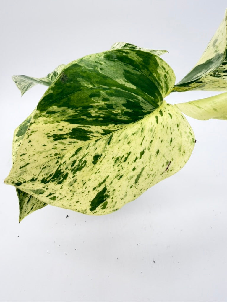 Pothos Marble Queen