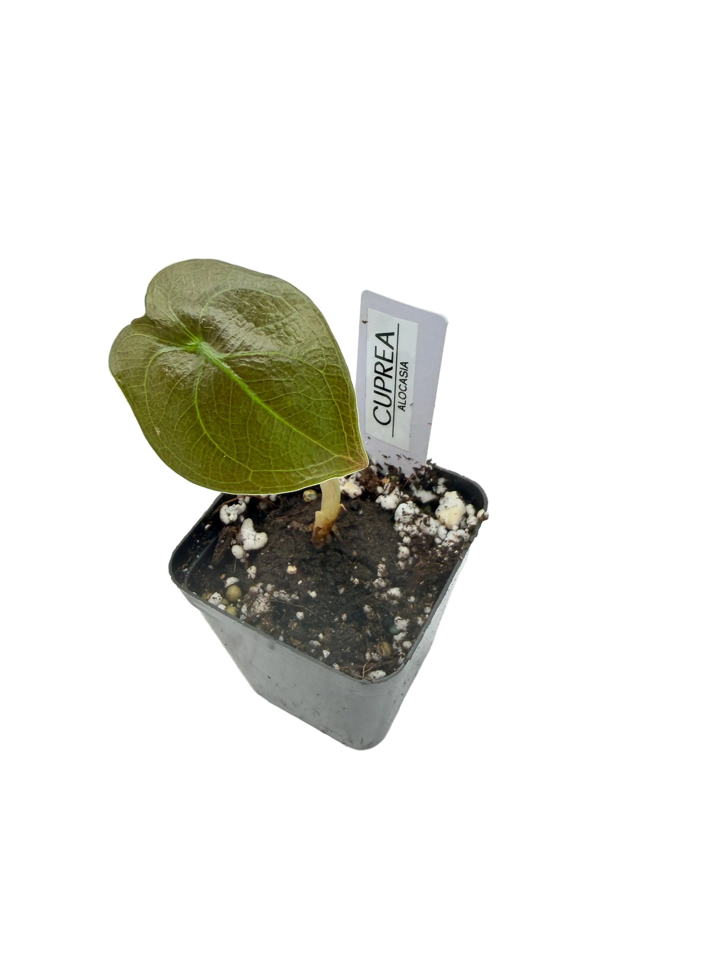 Alocasia Cuprea