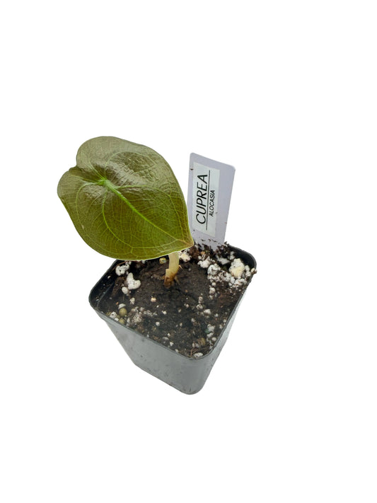 Alocasia Cuprea