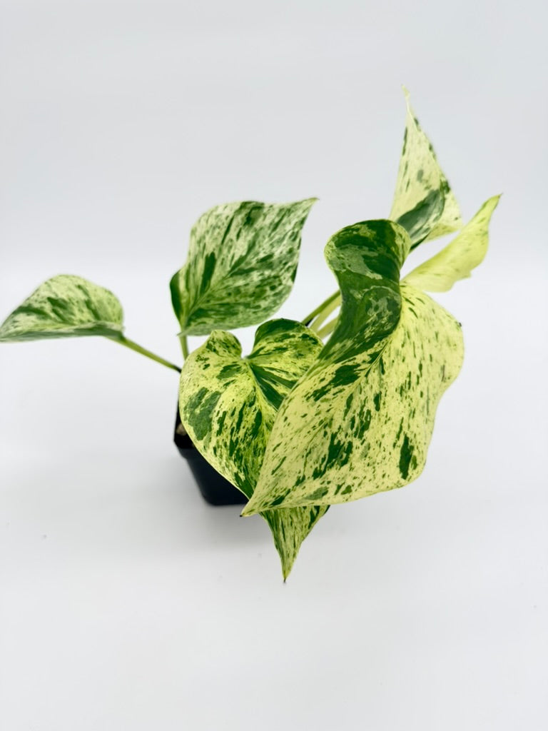 Pothos Marble Queen