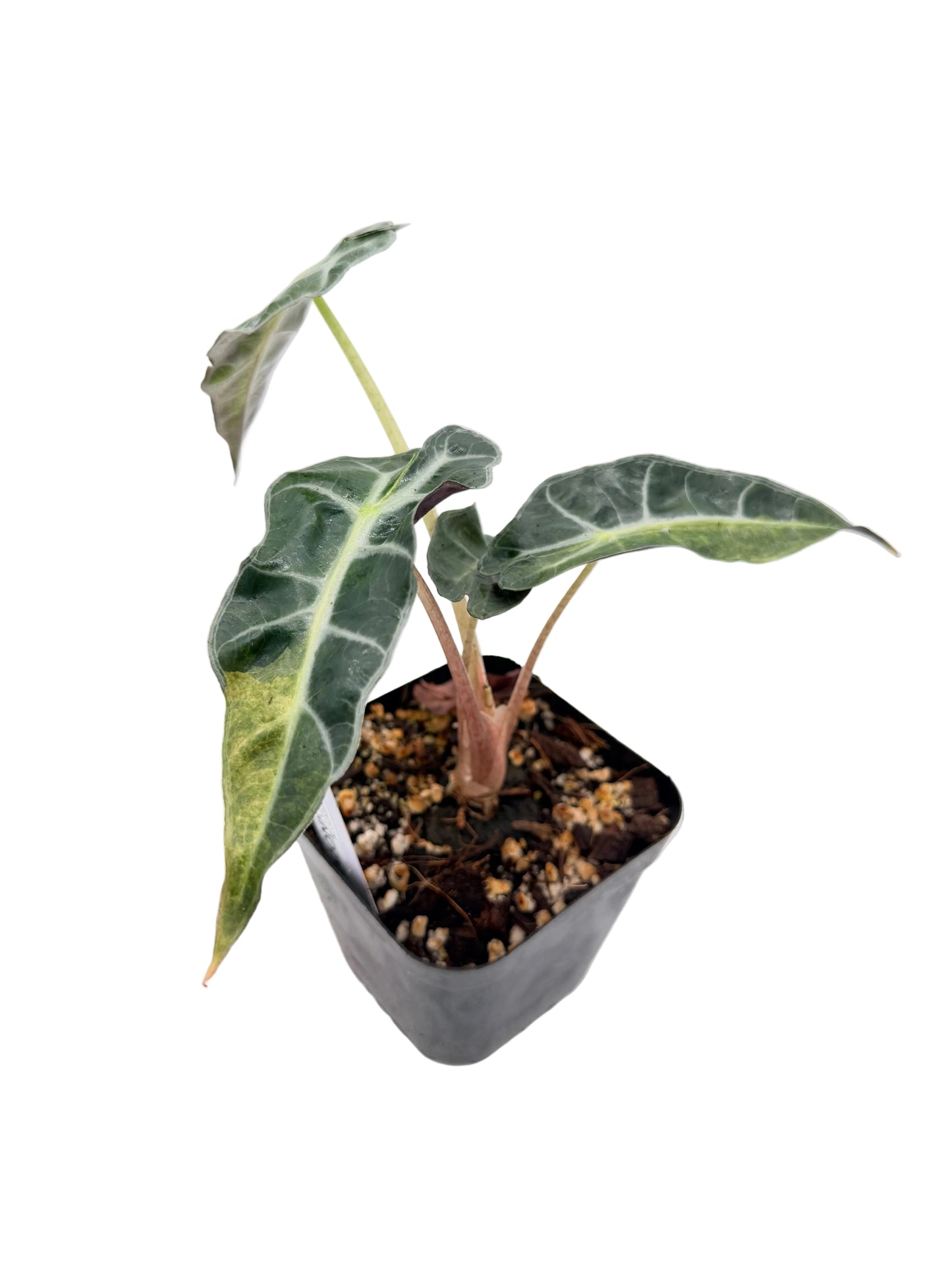 Alocasia Amazonica Aurea