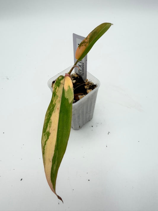 Philodendron Florida Beauty x Tortum