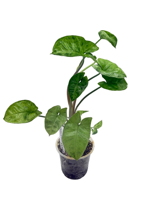 Syngonium Stardust Pixie