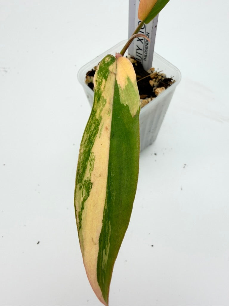 Philodendron Florida Beauty x Tortum