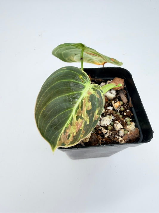 Philodendron Melano Variegated