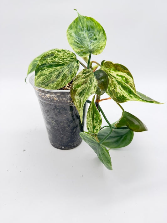 Philodendron Heartleaf Variegated